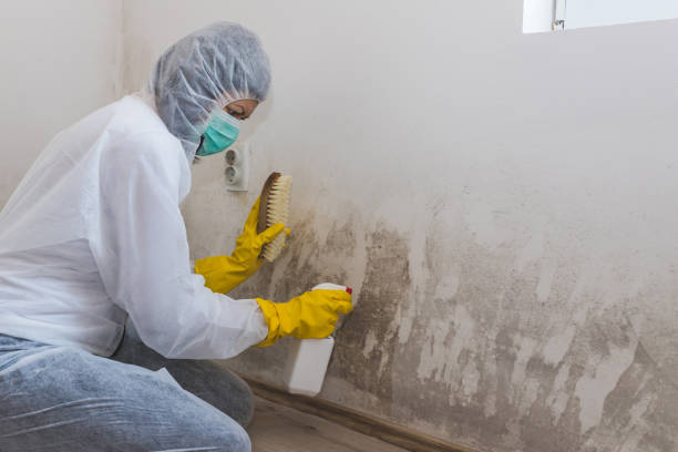 Best Basement Mold Remediation in Ruidoso Downs, NM