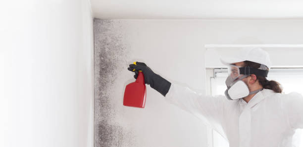 Best Industrial Mold Remediation in Ruidoso Downs, NM