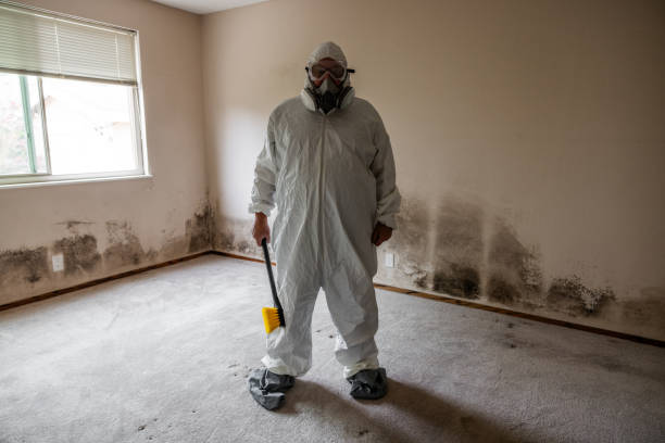 Best Basement Mold Remediation in Ruidoso Downs, NM