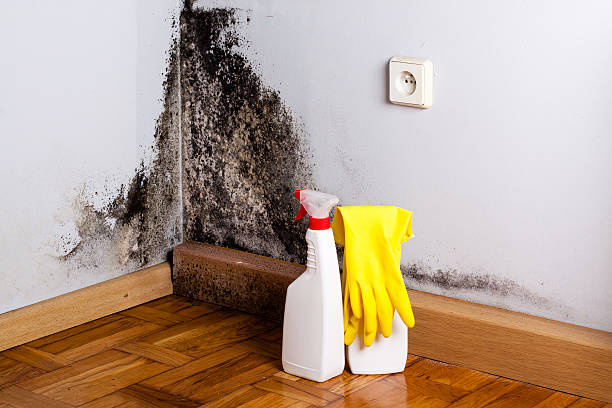 Best Localized Mold Remediation (e.g., coastal areas, humid climates) in Ruidoso Downs, NM