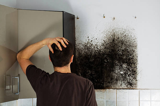 Best Attic Mold Remediation in Ruidoso Downs, NM