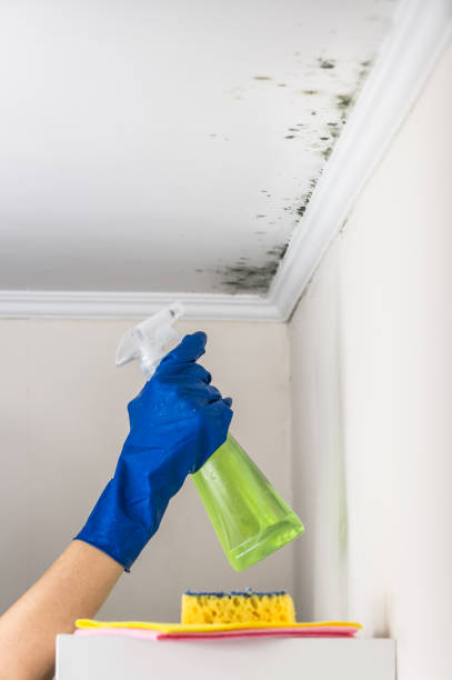 Best Industrial Mold Remediation in Ruidoso Downs, NM